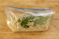 quinoa v sáčku